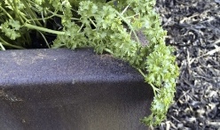 Moestuinbak beplant met lekkere kruiden